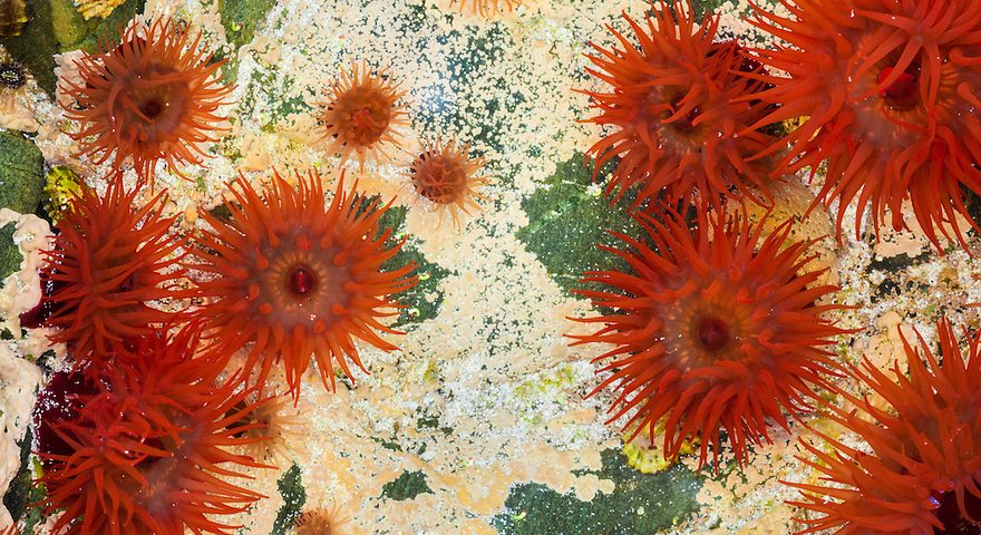 Sebuah terobosan pengolahan air, terinspirasi oleh makhluk laut